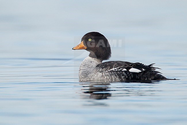 Adult female
Vancouver, B.C., Canada
January 2013 stock-image by Agami/Brian E Small,