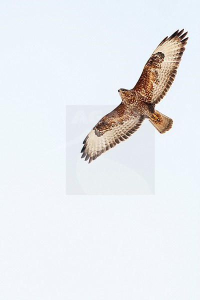 Steppe Buzzard (Buteo buteo vulpinus) on migration over the Eilat Mountains, near Eilat, Israel stock-image by Agami/Marc Guyt,
