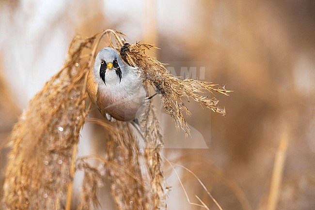 Male Bearded Reedling foraging in a reedbed. stock-image by Agami/Alain Ghignone,
