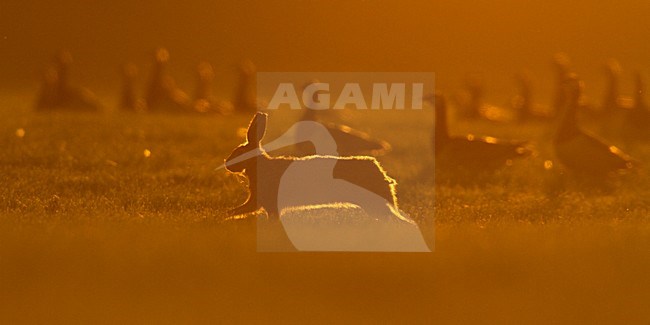 Europese Haas rennend, European Hare running stock-image by Agami/Menno van Duijn,