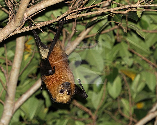 Moluccan flying fox (Pteropus chrysoproctus) on the Indonesia island of Buru. Hanging upside down in a tropical tree. Listed as Vulnerable by the IUCN. stock-image by Agami/James Eaton,