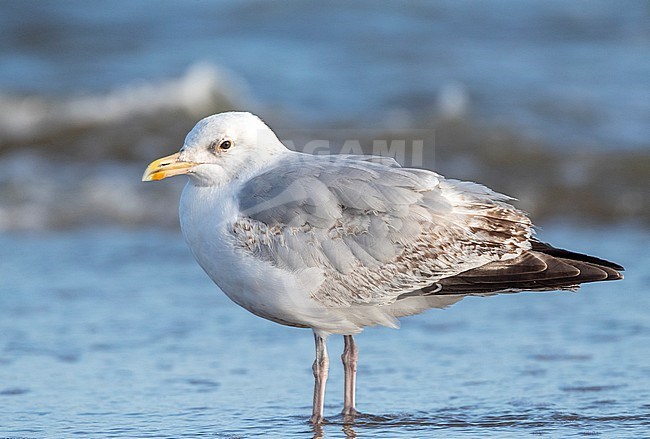 Subadult European Herring Gull (Larus argentatus) standing at the beach of Katwijk in the Netherlands, during early summer. stock-image by Agami/Marc Guyt,