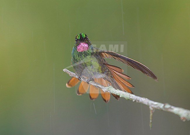 Brazilian Ruby, Clytolaema rubricauda, male stretching its wing and spreading its tail when bathing in rain stock-image by Agami/Andy & Gill Swash ,