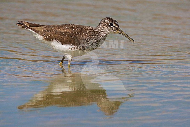 Wadende Witgat; Wading Green Sandpiper stock-image by Agami/Daniele Occhiato,