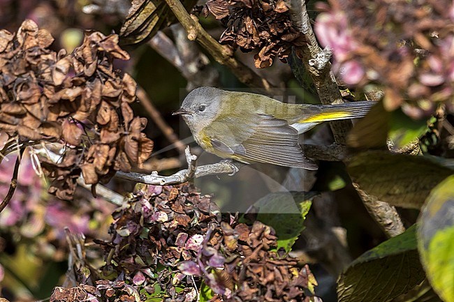 Immature female American Redstart perched on a branch of hydrangea near the lighthouse valley, Corvo, Azores. October 10, 2018. stock-image by Agami/Vincent Legrand,