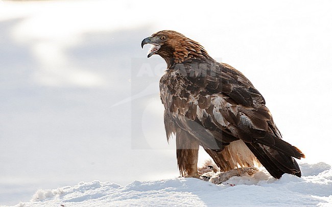 Golden Eagle (Aquila chrysaetos) in a taiga forest around Kuusamo in Finland during a cold winter. Eating from its prey. stock-image by Agami/Marc Guyt,