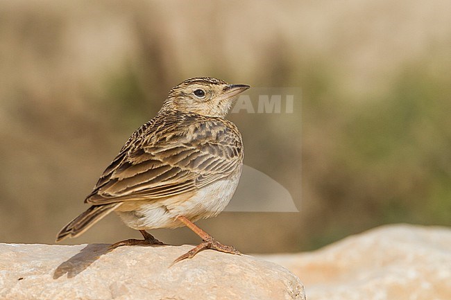 Oriental Skylark - Kleine Feldlerche - Alauda gulgula, Sultanate of Oman stock-image by Agami/Ralph Martin,