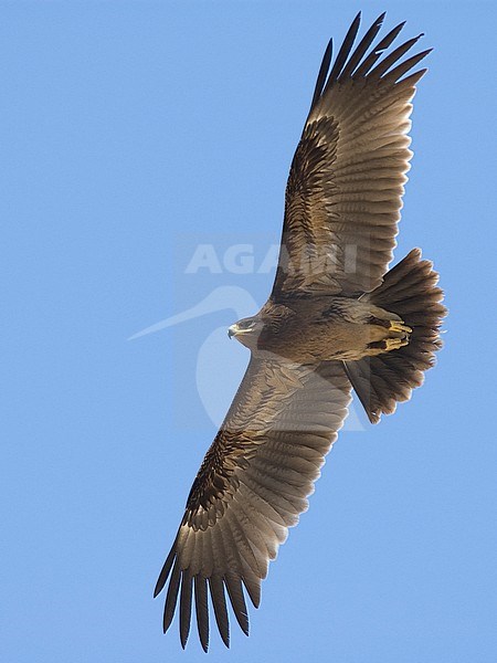 Close up of a juvenile Greater Spotted Eagle (Clanga clanga) in flight, photo below against blue sky. Oman stock-image by Agami/Markku Rantala,