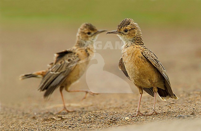 Spike-heeled Lark (Chersomanes albofasciata) stock-image by Agami/Dubi Shapiro,