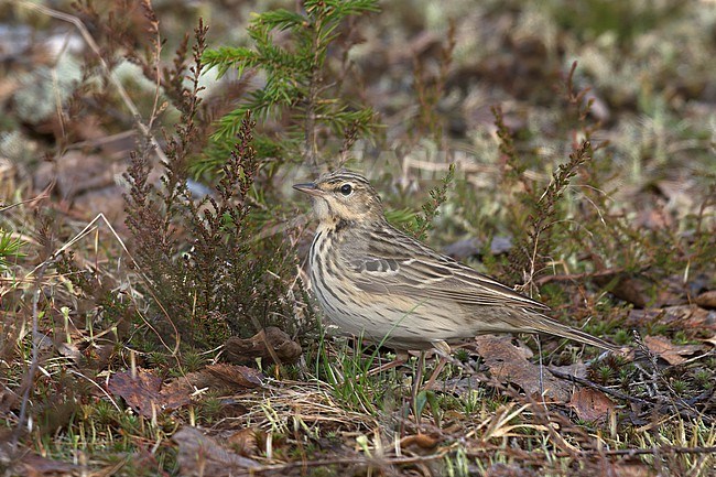 Tree Pipit (Anthus trivialis trivialis), side view of adult bird on the ground, Finland stock-image by Agami/Kari Eischer,