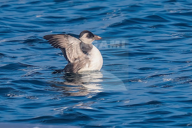 Atlantic Puffin (Fratercula arctica) swimming in Oosterscheldekering, Delta Expohaven, Zeeland, the Netherlands. stock-image by Agami/Vincent Legrand,