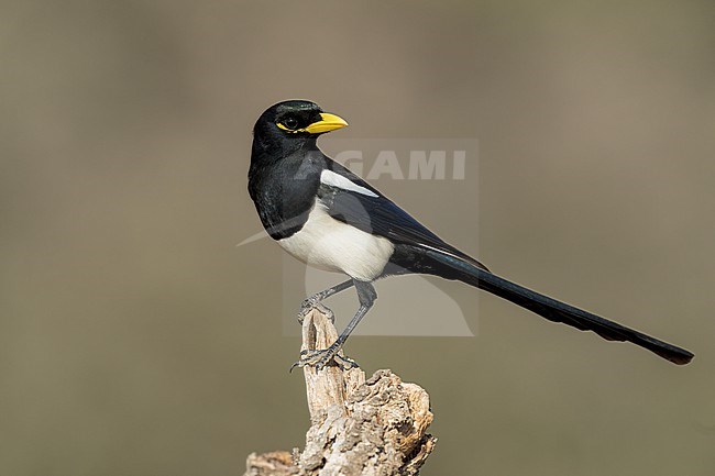 Adult
Santa Barbara Co., CA
November 2022 stock-image by Agami/Brian E Small,