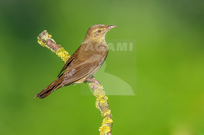 Male River Warbler (Locutella fluviatilis) perched on a branch in Nieuwemolen, Zeeland, the Netherlands. stock-image by Agami/Vincent Legrand,