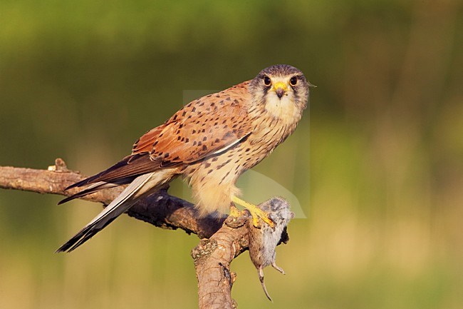 Torenvalk mannetje met prooi; Common Kestrel male with prey stock-image by Agami/Jari Peltomäki,