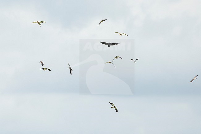 Carrion crow (Corvus corone) attacked by Black-tailed Godwits (Limosa limosa) and Northern lapwings (Vanellus vanellus). stock-image by Agami/Lennart Verheuvel,