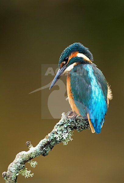 IJsvogel zittend op tak, Common Kingfisher perched on a branch stock-image by Agami/Danny Green,