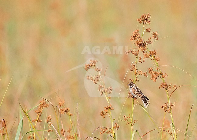 Subadult male Iberian Reed Bunting (Emberiza schoeniclus witherbyi) perched in low scrub in Ebro delta in Spain. Endangered subspecies endemic to Spain. stock-image by Agami/Marc Guyt,