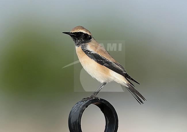 Male Desert Wheatear (Oenanthe deserti) at Haima in Oman.  Perched on a man-made object. An insectivorous species. stock-image by Agami/Aurélien Audevard,