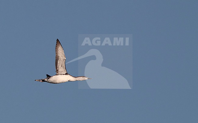 Red-throated Diver (Gavia stellata), flying past Kattegat in Denmark. stock-image by Agami/Helge Sorensen,