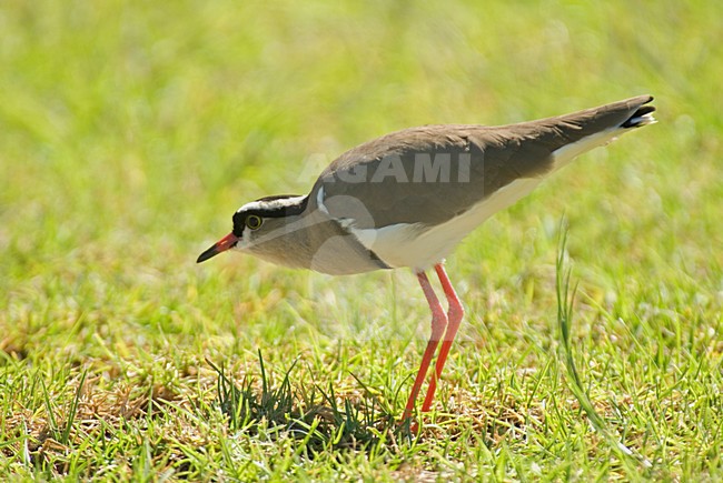 Diadeemkievit staand in gras Zuid Afrika, Crowned Lapwing standing in grass South Africa stock-image by Agami/Wil Leurs,