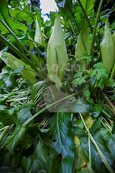 Italian Lords-and-Ladies, Arum italicum stock-image by Agami/Wil Leurs,