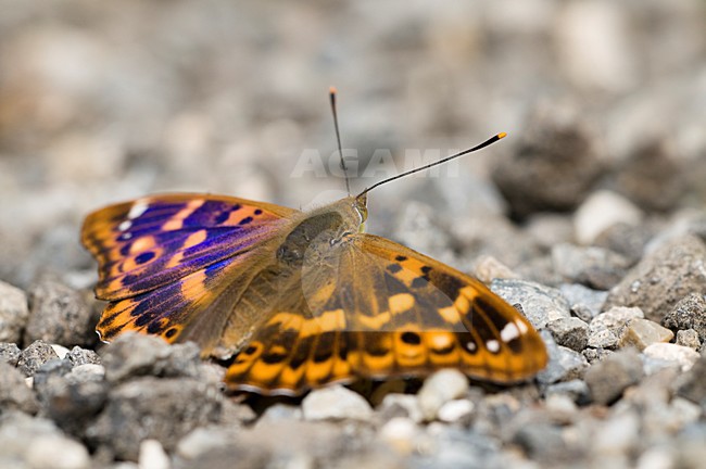 Oranjebruine vorm van de Kleine weerschijnvlinder, Orangebrown form of the Lesser Purple Emperor stock-image by Agami/Rob de Jong,