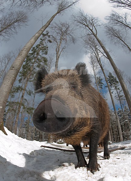 Wild Zwijn in de winter; Wild Boar in winter stock-image by Agami/Han Bouwmeester,
