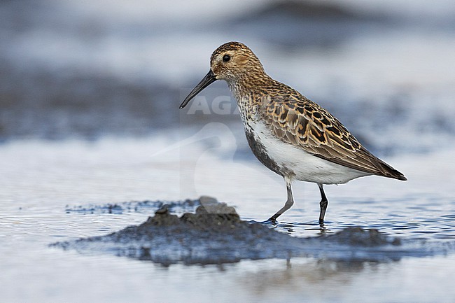 Dunlin (Calidris alpina), side view of an adult standing in the water, Capital Region, Iceland stock-image by Agami/Saverio Gatto,