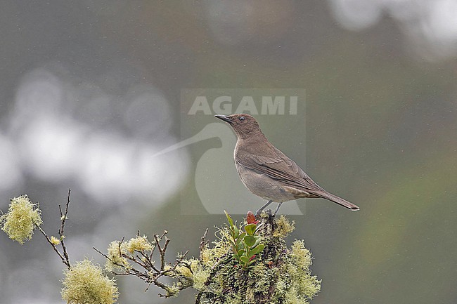 Mountain Thrush (Turdus plebejus) in Panama. stock-image by Agami/Pete Morris,