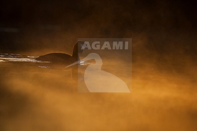 Fuut in nevel; Great Crested Grebe in fog stock-image by Agami/Menno van Duijn,