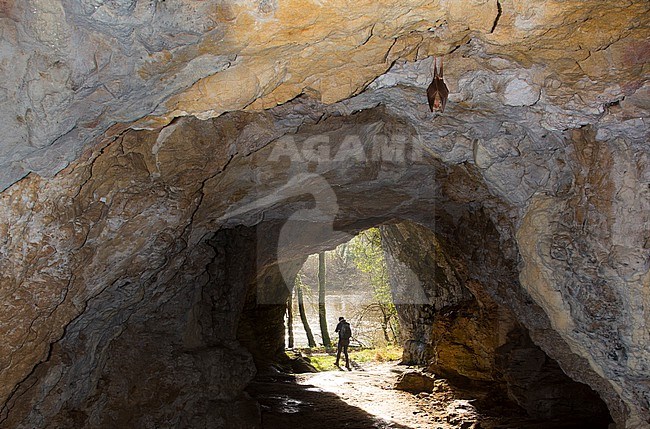 Greater Horseshoe Bat in hibernation stock-image by Agami/Theo Douma,