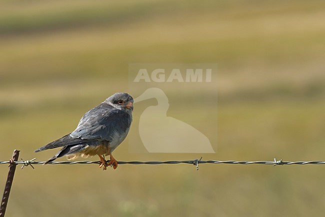 Amur Falcon perched on barbed wire South Africa, Amoerroodpootvalk zittend op prikkeldraad Zuid Afrika stock-image by Agami/Wil Leurs,