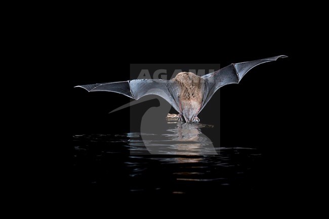 Watervleermuis jagend boven water; Daubentons bat hunting near water stock-image by Agami/Theo Douma,