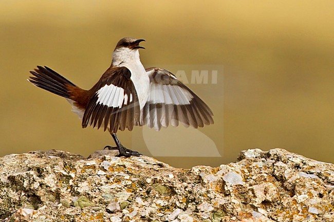Roepende Witbuikwipstaart, White-bellied Cinclodes calling stock-image by Agami/Dubi Shapiro,