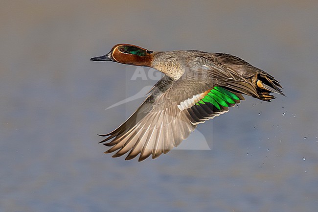 Eurasian Teal (Anas crecca) in Italy. stock-image by Agami/Daniele Occhiato,