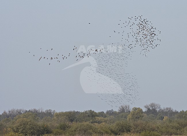 Ruff large flock flying; Kemphaan grote groep vliegend stock-image by Agami/Jari Peltomäki,