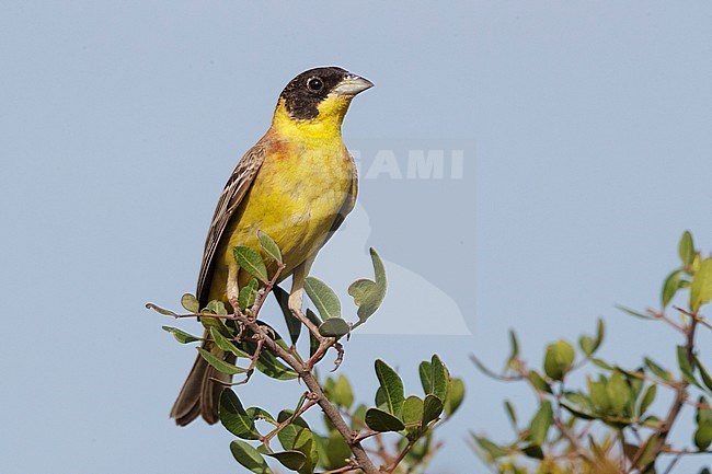 Black-headed Bunting (Emberiza melanocephala), adult male perched on a branch, Basilicata, Italy stock-image by Agami/Saverio Gatto,