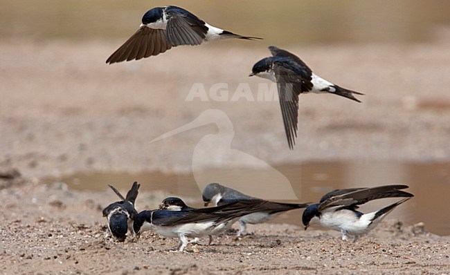 Huiszwaluwen modder verzamelend voor hun nesten Lesbos Griekenland, House Martins gathering mud for nest building Lesvos Greece stock-image by Agami/Wil Leurs,