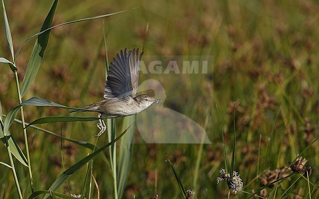 Adult Eurasian Reed Warbler (Acrocephalus scirpaceus) taking off from a reed stem in Denmark during summer. Showing under wing pattern. stock-image by Agami/Helge Sorensen,