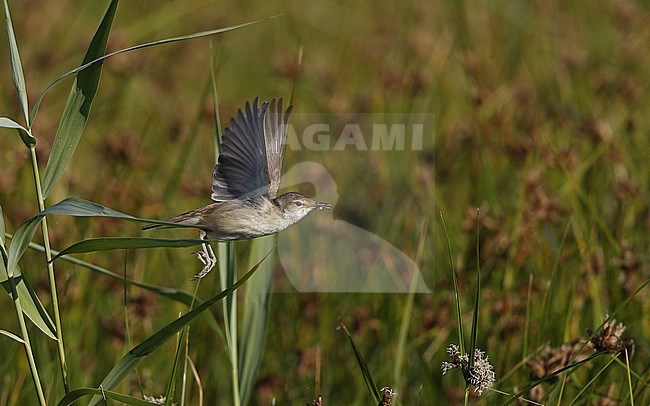 Adult Eurasian Reed Warbler (Acrocephalus scirpaceus) taking off from a reed stem in Denmark during summer. Showing under wing pattern. stock-image by Agami/Helge Sorensen,