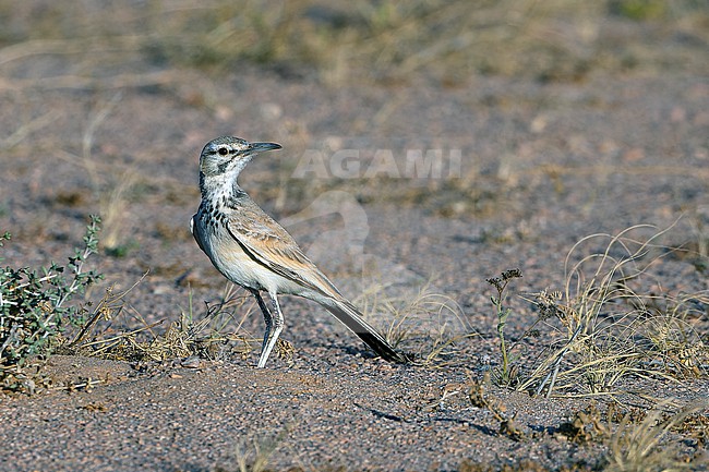 Greater Hoopoe-Lark (Alaemon alaudipes) feeding in the nearby sandy desert along the Dakhla - Aousserd road in the Western Sahara south of Dakhla. stock-image by Agami/David Monticelli,