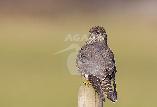 Smelleken; Merlin (Falco columbarius) stock-image by Agami/Arie Ouwerkerk,