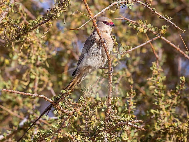 Adult Blue-naped Mousebird perched on a dense bush in Toujounine oasis, Adar, Mauritania. April 04, 2018. stock-image by Agami/Vincent Legrand,
