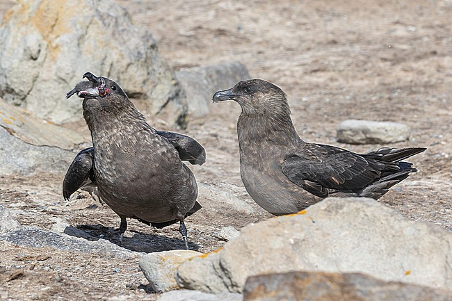 Brown Skua (Stercorarius antarcticus antarcticus) on the Falkland Islands. Eating a chick. stock-image by Agami/Pete Morris,