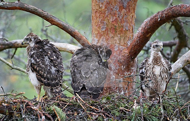 Havik jongen op nest; Northern Goshawk immatures on nest stock-image by Agami/Markus Varesvuo,