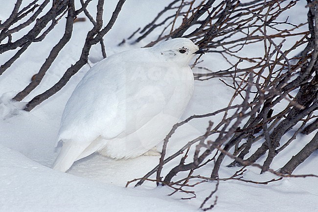 a stock-image by Agami/Brian E Small,