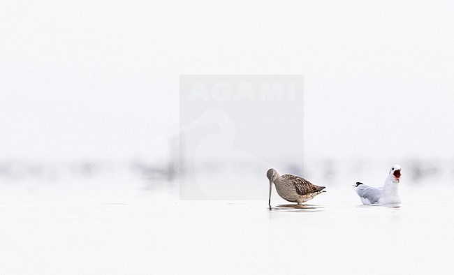 Bar-tailed Godwit - Pfuhlschnepfe - Limosa lapponica ssp. lapponica, Germany, adult female stock-image by Agami/Ralph Martin,