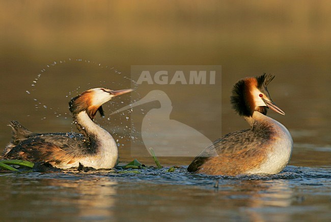 Futen baltsend; Great Crested Grebes displaying stock-image by Agami/Menno van Duijn,