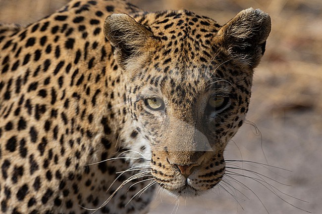 A leopard, Panthera pardus, walking and looking at the camera. Khwai Concession, Okavango Delta, Botswana stock-image by Agami/Sergio Pitamitz,