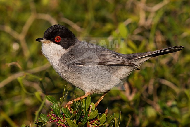 Kleine Zwartkop op tak; Sardinian Warbler on a branch stock-image by Agami/Daniele Occhiato,